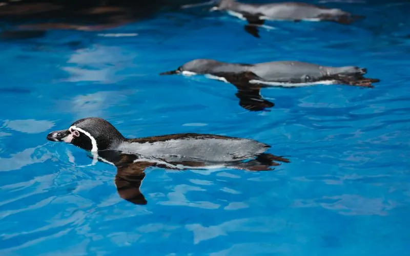 Featured image for “12 SEO Strategies After Penguin That Work”: SEO After Penguin